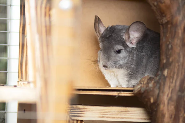 Portrait Chinchilla Mignon Vivant Dans Une Cage Bois Faite Main — Photo