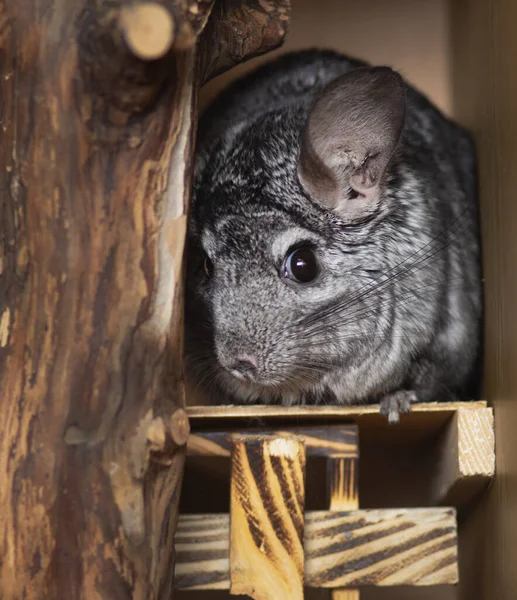 Niedlichen Chinchilla Sieht Von Einem Nerz Dem Versteckt Konzept Verhalten — Stockfoto