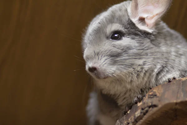 Krásná Chinchilla Sedící Dřevěné Polici Kleci Zvířecí Životní Styl Čistokrevní — Stock fotografie