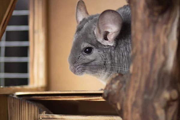 Chinchilla Mignon Dans Cage Arrêté Regarder Attentivement Concept Vie Des — Photo