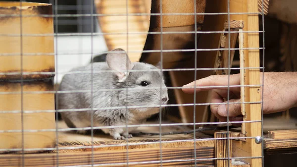 Mann Zähmt Chinchilla Mit Der Hand Zahmt Haustiere Und Mensch — Stockfoto