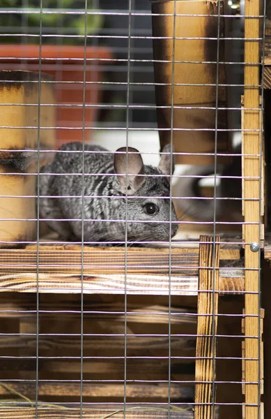 Belle Chinchilla Marche Cage Appartement Vie Animal Compagnie Rongeur Pur — Photo