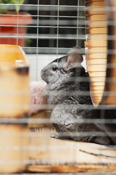 Chinchilla Adulte Dans Une Cage Bois Debout Observant Rongeur Mignon — Photo