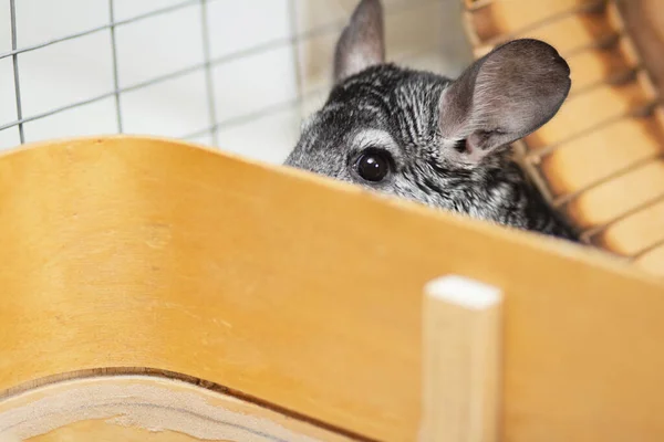 Erwachsene Chinchilla Männchen Sitzen Einem Holzkäfig Auf Einem Vertikalen Nahaufnahme — Stockfoto