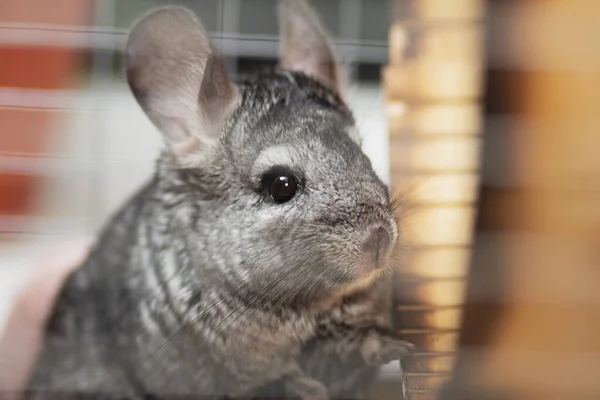 Drôle Chinchilla Cage Bois Concept Animaux Domestiques Portrait Souris Pelucheuse — Photo