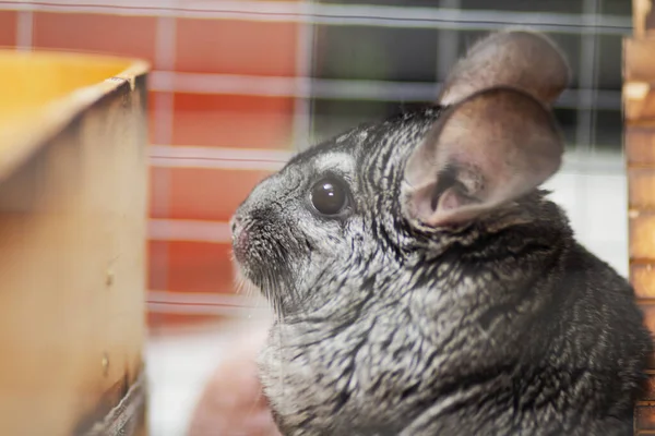 Drôle Chinchilla Cage Bois Concept Animaux Domestiques Portrait Souris Pelucheuse — Photo