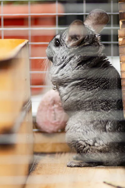 Chinchilla Adulte Dans Une Cage Bois Debout Regardant Rongeur Mignon — Photo