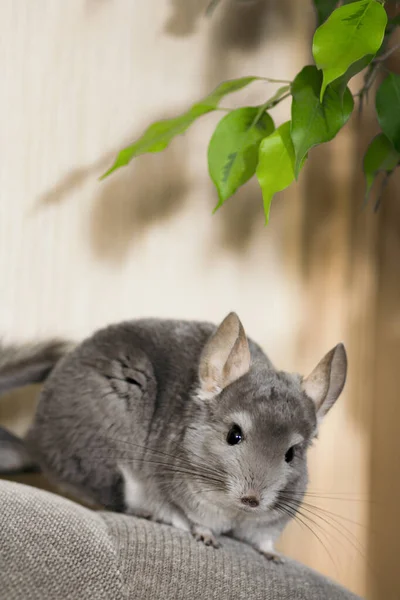 Mignonne Chinchilla Grimpant Sur Canapé Dans Chambre Animal Compagnie Marchant — Photo