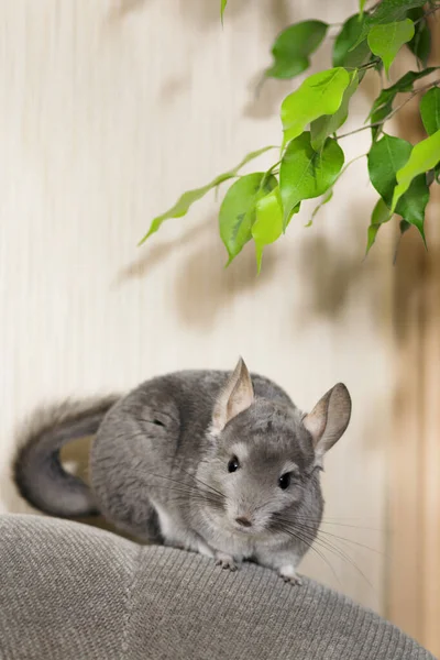 Mignonne Chinchilla Grimpant Sur Canapé Dans Chambre Animal Compagnie Marchant — Photo