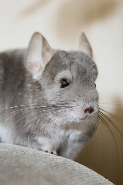 Χαριτωμένο Chinchilla Αναρρίχηση Στον Καναπέ Στο Δωμάτιο Κατοικίδιο Ζώο Περπάτημα — Φωτογραφία Αρχείου