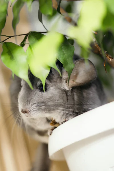 Museau Chinchilla Avec Moustaches Aperçoit Des Feuilles Ficus Dans Chambre — Photo