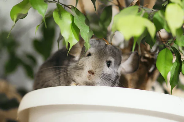 Museau Chinchilla Avec Moustaches Aperçoit Des Feuilles Ficus Dans Chambre — Photo