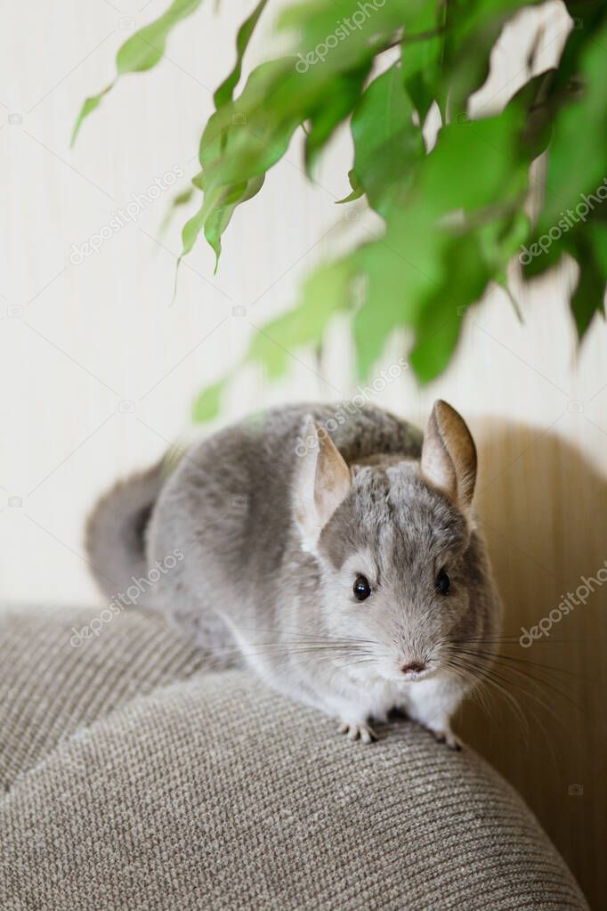 cute chinchilla climbing on sofa in room, pet walking in interior of house, life of domestic animals indoors, thoroughbred fluffy rodent on the loose