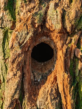 Ağacın içi boş. Ağaçkakan 'ın evi. İçi boş meşe sandık. Güverte