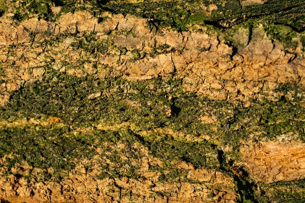 Štěkej Štěkot Starého Dubu Pozadí Kůra Stromů Pokrytá Mechem — Stock fotografie