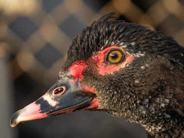 Eğil. Siyah ördek yaklaş. Ördek kafası. Makro çekim