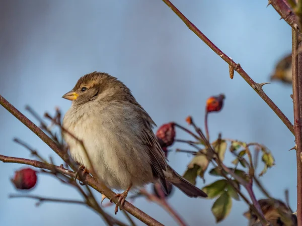 Sparrow Pardais Perto Pardais Nos Ramos Pássaros Numa Árvore Passarinhos — Fotografia de Stock
