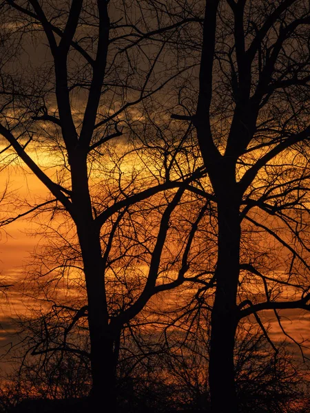 Черные Деревья Красно Оранжевый Фон Светлое Утро — стоковое фото