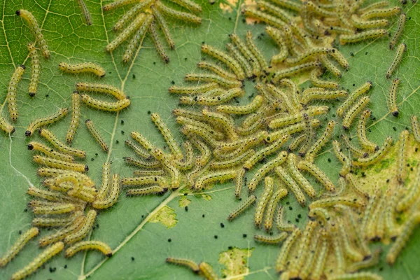 Oruga Las Orugas Comen Las Hojas Árbol Muchas Orugas Primer —  Fotos de Stock