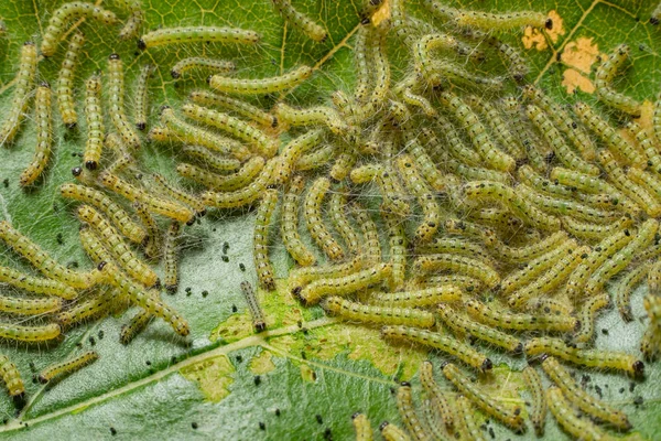 Chenille Les Chenilles Mangent Les Feuilles Arbre Beaucoup Chenilles Gros — Photo