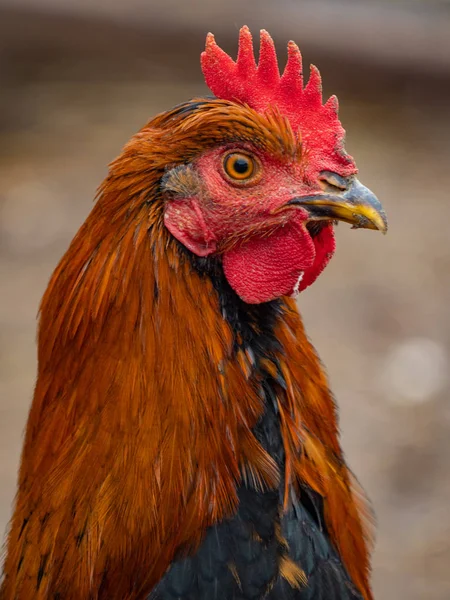 Red Rooster Close Rooster Head — Stock Photo, Image