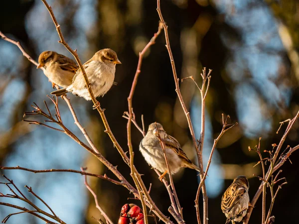 Passeri Sono Seduti Sui Rami Primo Piano Piccoli Uccelli Inverno — Foto Stock