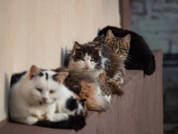 Katzen Sitzen Einer Reihe Auf Der Veranda Des Hauses Eine — Stockfoto