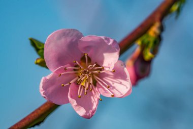 Şeftali baharda açar. Çiçek açan ağaç. Pembe çiçek yakın plan. Makro.