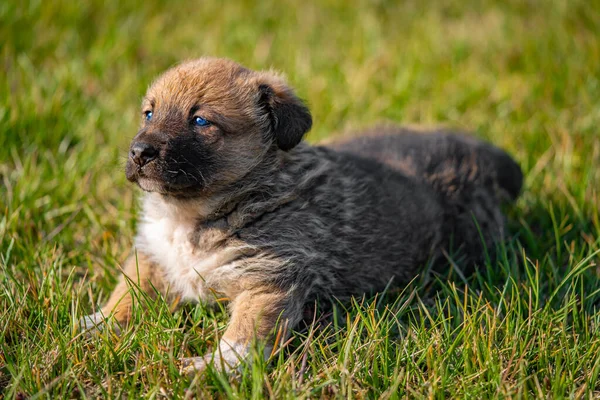 Little shaggy puppy sits on the grass