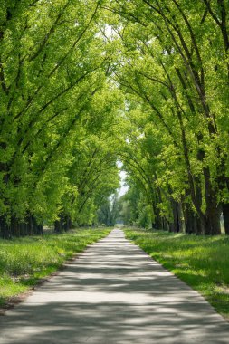 Yol kenarında kavak ağacı. Ağaçların arasındaki yol..