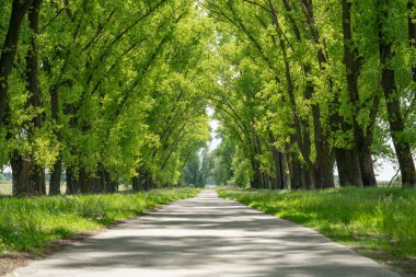 Yol kenarında kavak ağacı. Ağaçların arasındaki yol..