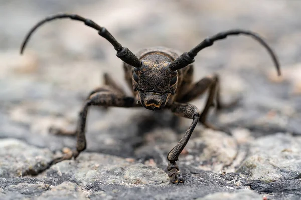Escarabajo Insecto Leñador Escarabajo Grande Cerca Foto Macro Monstruo Gigante — Foto de Stock