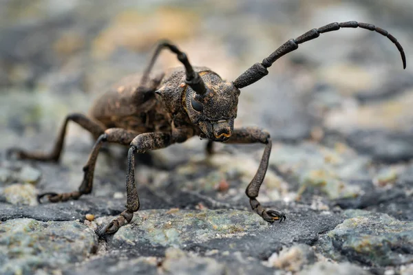 Escarabajo Insecto Leñador Escarabajo Grande Cerca Foto Macro Monstruo Gigante — Foto de Stock