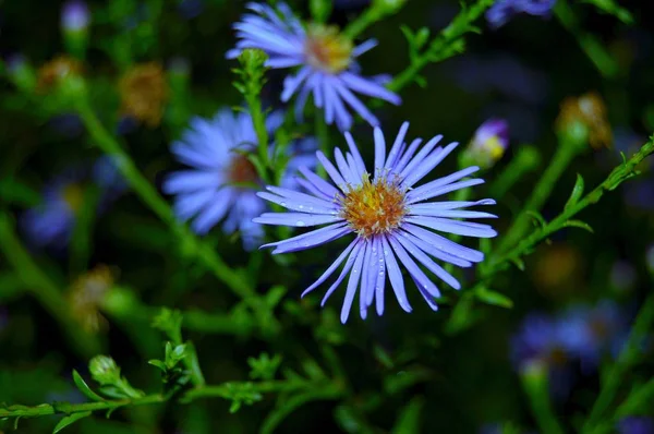 Красива Рослина Осіннього Чагарника Під Назвою Вересень Яскраво Блакитні Квіти — стокове фото