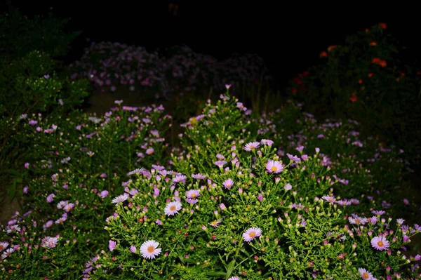 Belle Plante Arbustive Automne Appelée Septembre Fleurs Rose Vif Feuillage — Photo