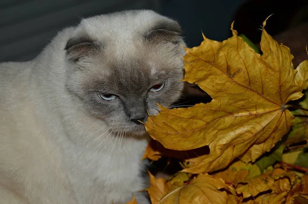 Güzel Beyaz Kedi Aocl Sarı Akçaağaç Yapraklarında Saklanan Renk Noktalarını — Stok fotoğraf