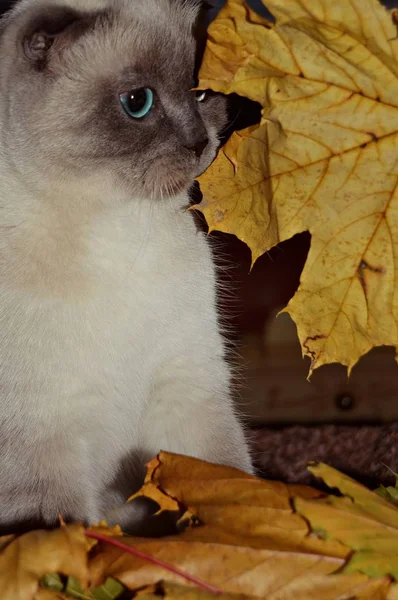 Schöne Weiße Katze Züchten Farbpunkt Der Farbe Versteckt Aocl Gelben — Stockfoto