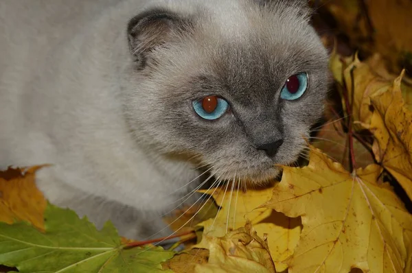 Vacker Vit Katt Skapa Färg Punkt Färg Gömmer Sig Aocl — Stockfoto