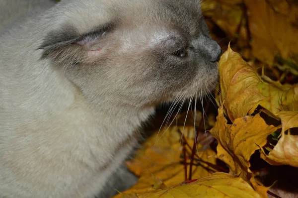 아름다운 고양이는오 콜노란 단풍나무 색깔의 지점에서 번식한다 — 스톡 사진