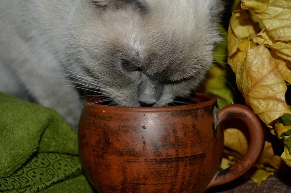 Vit Vacker Katt Skapa Färg Peka Färg Drycker Vatten Från — Stockfoto