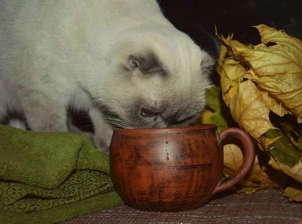 白い猫の繁殖色ポイント色秋の夜遅くに窓の茶色の粘土マグカップから水を飲む — ストック写真