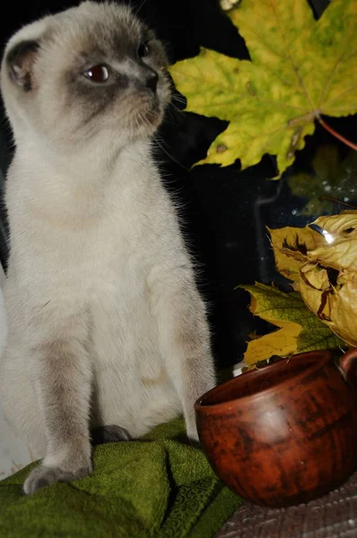 Güzel Beyaz Kedi Skoç Cins Renk Noktası Sarı Akçaağaç Yaprağına — Stok fotoğraf
