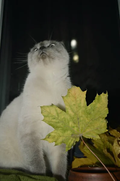 Den Vackra Vita Katten Skotska Rasen Färg Punkt Färg Visar — Stockfoto