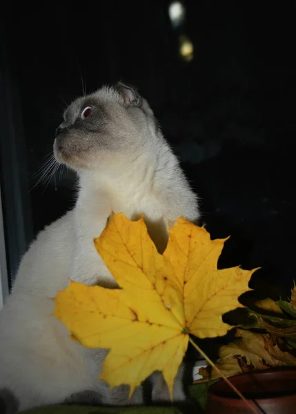 아름다운 고양이 스코틀랜드 착색제는 노란색 단풍잎에 호기심을 창에는 녹색의 타월로 — 스톡 사진
