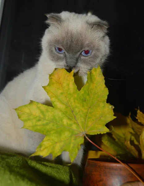 Den Vackra Vita Katten Skotska Rasen Färg Punkt Färg Visar — Stockfoto