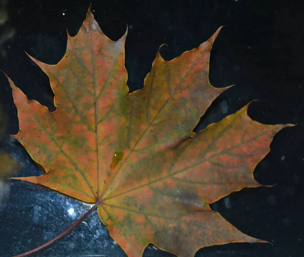 어두운 빗방울 단풍나무 — 스톡 사진