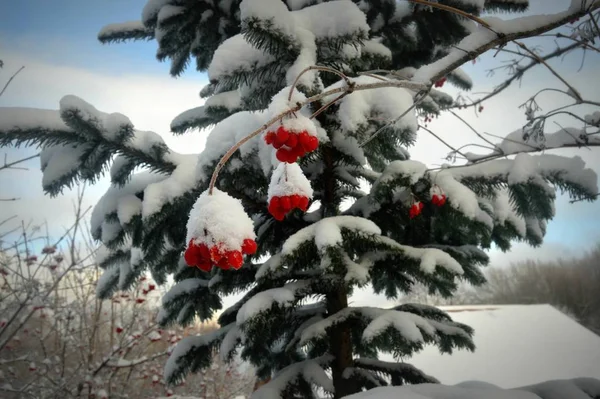 Веточка Красного Вибурнума Посыпанная Белым Снегом Фоне Соснового Леса — стоковое фото