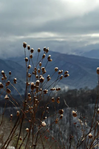 Bokor Egy Növény Nevű Silybum Közepette Hegyek Dombok — Stock Fotó
