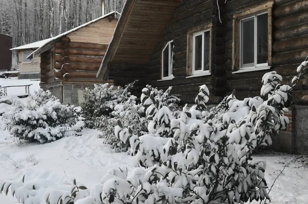 Drewniany Dom Odpoczynek Śnieżnej Zimie Pod Oknem Którego Rośnie Wiecznie — Zdjęcie stockowe