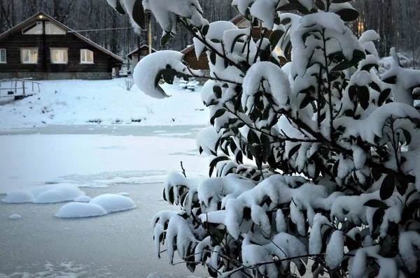 Wiecznie Zielone Krzaki Pokryte Śniegiem Tle Zamarznięty Staw Drewniany Dom — Zdjęcie stockowe